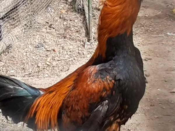 Chickens — جمهوری آذربایجان