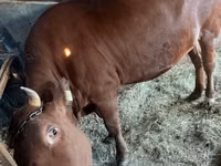 Cow, Cattle — photo 3