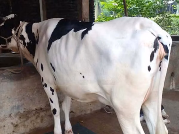 பசு, பிஃபாலோ