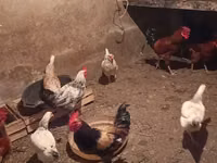Chickens — photo 3