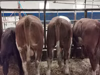 Cattle (batch, sex not specified), Hereford — photo 4