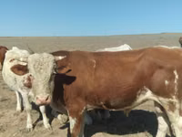 گاو نر, هرفورد — عکس 1