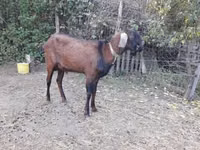 Billy Goat, Nubian Goat — photo 2