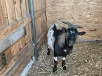 Bok, Dutch Landrace goats — foto 1
