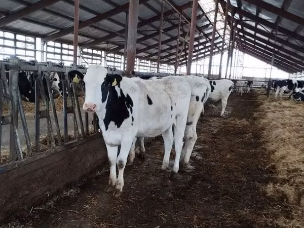 Cow, Swiss cattle — Russia