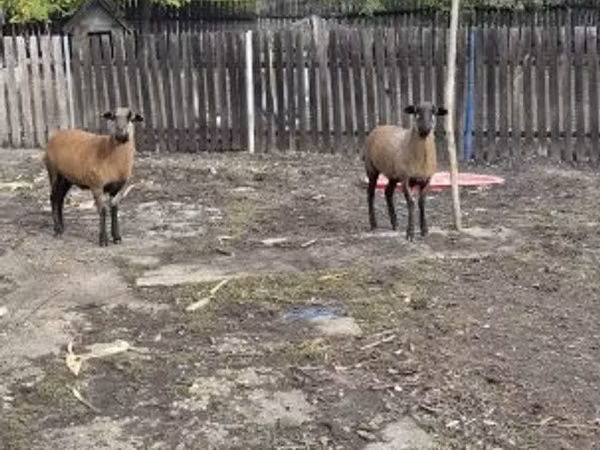 Sheep, Cameroon sheep