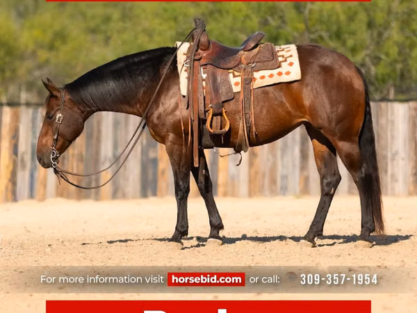 Φοράδα, Quarter Horse