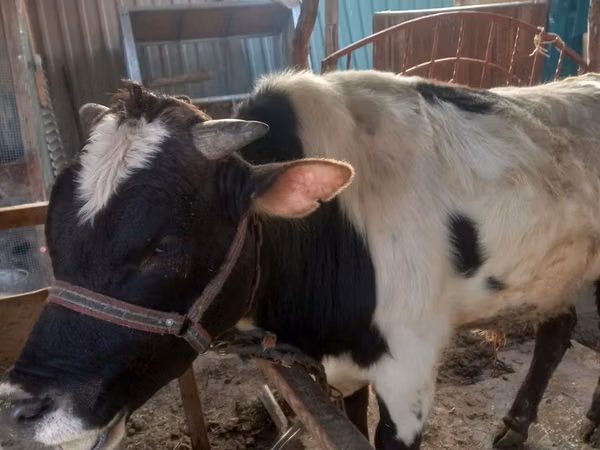 Bull, Cattle — Uzbekistan