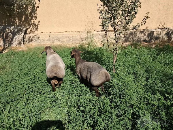 Domba jantan, Sheep