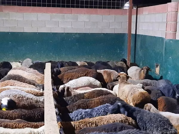 Ram, Sheep