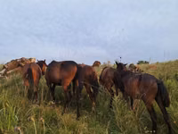 ม้า (เป็นล็อต, ไม่ระบุเพศ), Kazakh horse — รูปภาพ 1