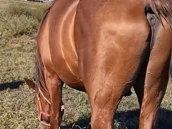 Horse (M), Thoroughbred horse