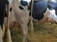 Vaca, Raza Holstein — foto 5