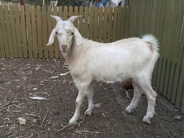 Billy Goat, Saanen goat