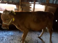 Cattle (batch, sex not specified), Cattle — photo 3