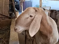 Ram, Arashan sheep — photo 2
