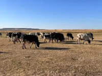 Bull, Russian Black pied cattle — photo 3