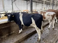Vaca, Russian Black pied cattle — foto 4