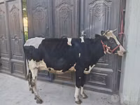 Bull, Cattle — photo 4