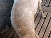 Kambing jantan, Sheep — foto 2