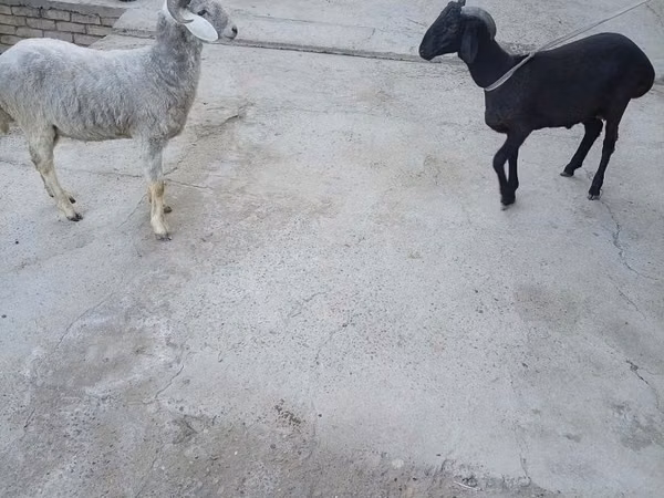 Ram, Sheep
