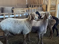 암양, Arashan sheep — 사진 1