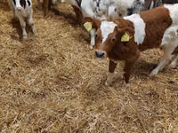 Sığır (parti, cinsiyet belirtilmedi), Simmental cattle — foto 5