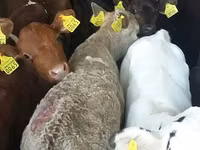 Бух, Simmental cattle — 5 зураг