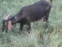 Kambing betina, Nubian Goat — foto 2