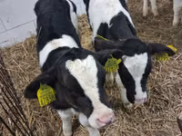 Tyre, Russian Black pied cattle — foto 6