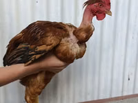 Chickens — sawirka 2