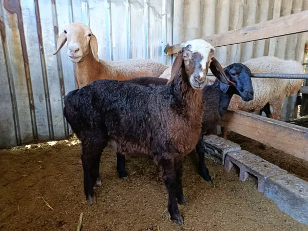 Ram, Edilbay sheep — Kyrgyzstan