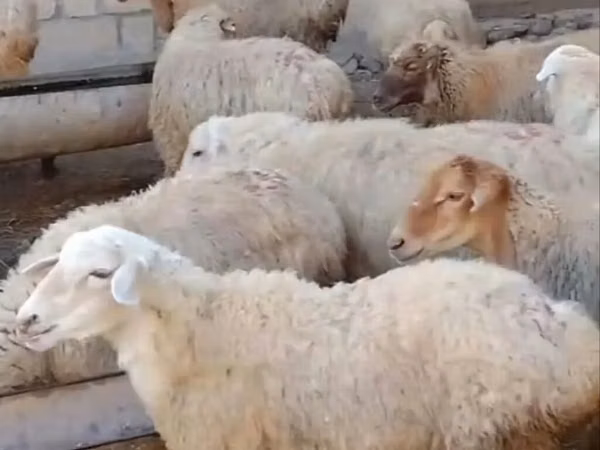 የጎትት አውራ በግ, Sheep