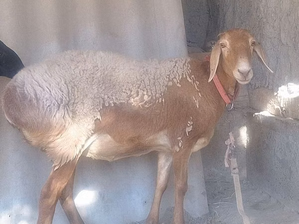 Ram, Arashan sheep — Uzbekistan