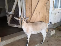 Goat, Alpine goat — photo 2