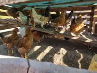 Chickens — عکس 2