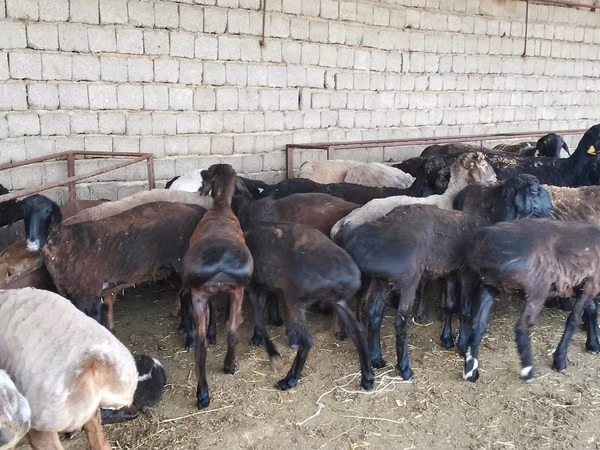 Biri-biri betina, Sheep — Kazakhstan