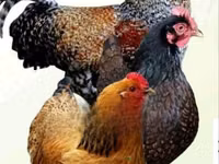 مرغ‌های شامو — عکس 5