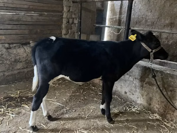 گاو و گوساله (گروه، جنسیت مشخص نشده), Russian Black pied cattle