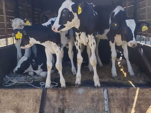 Cow, Holstein breed — Azerbaijan