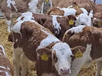 Bovini (lotto, sesso non specificato), Simmental cattle — foto 1