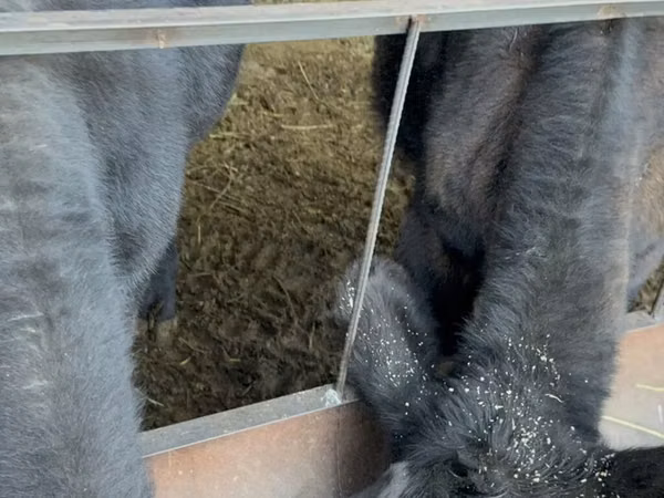Bull, Aberdeen-Angus