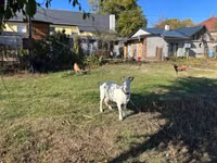 Kambing betina, Saanen goat — foto 5