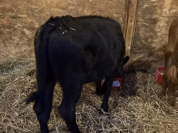Cow, Aberdeen-Angus