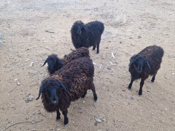 Ram, Sheep — Kazakhstan