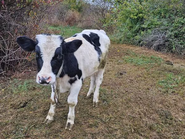 Býk, Russian Black pied cattle
