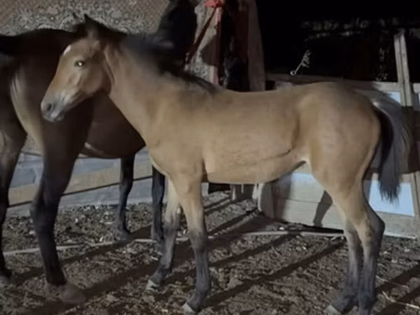 Азаргагүй морь, Thoroughbred horse — Кыргызстан