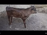 Bou, Swiss cattle — foto 2