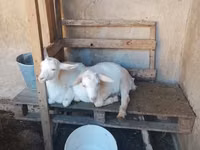 แพะตัวเมีย, Saanen goat — รูปภาพ 1