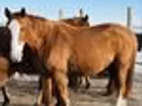Mare, Thoroughbred horse — photo 8